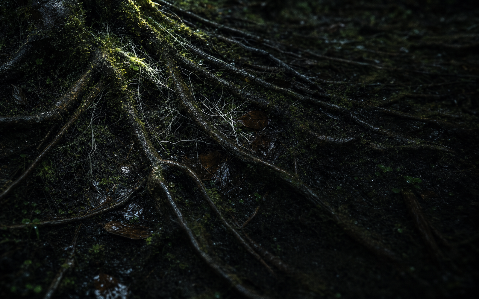 Rain-wet roots in a mossy forest